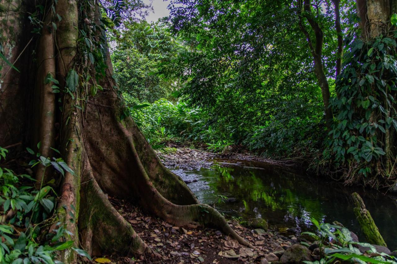 Noah'S Forest Hotel By Tifakara La Fortuna Exterior foto